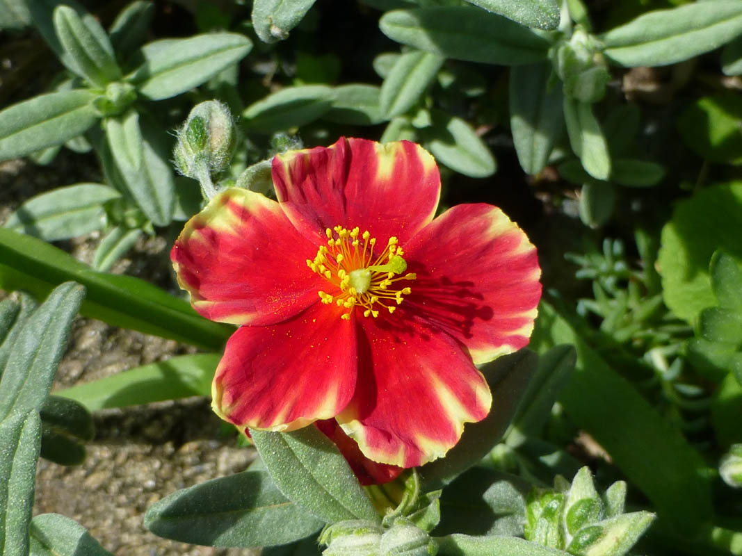Helianthemum 'Red Dragon' en fleurs dans un jardin ensoleillé